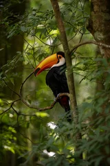 Crédence de cuisine en verre imprimé Toucan toucan dans la forêt
