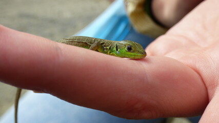 Petit lézard vert