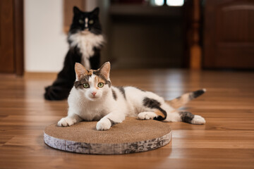 Surprised cat lies on scratching post