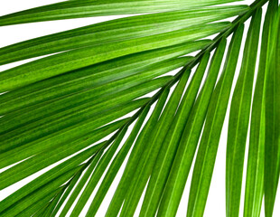 Beautiful Palm Leaves