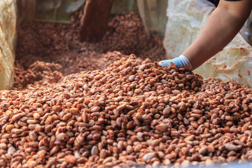 fermenting cocoa beans to make chocolate.