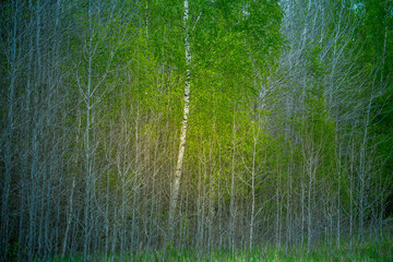A beautiful, freshly blooming birch trees in spring. New green birch leaves in morning light. Springtime scenery of Northern Europe.