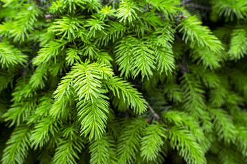 Green Christmas tree branches. Green Christmas tree twig, selective focus, blurred background. forest conifer in the park. .