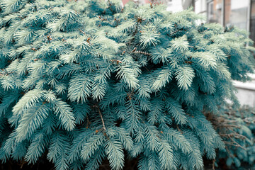 Silver blue spruce Picea pungens Hoopsii with new growth in ornamental garden. Close-up selective focus. Nature concept for spring or Christmas design.