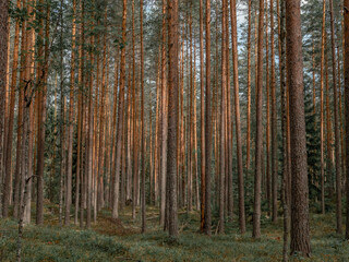 Beautiful pine forest in Leivonmäki National Park in Joutsa, Finland.