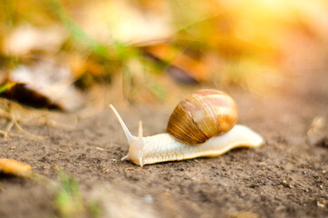 beautiful snail