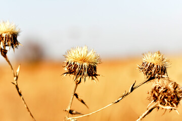 Close-up shot of a branch of dry grass with dried flowers.