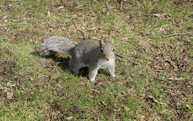 Western gray squirrel (Sciurus griseus), arboreal rodent