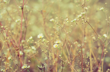 wildflowers in the field