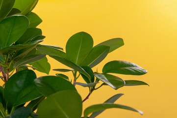 Fototapeta na wymiar Fresh green juicy leaves isolated on a yellow background, close up. Homemade flower Ficus Elastica.