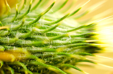 field thorn