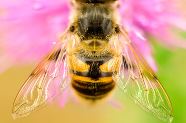 hoverfly on a flower