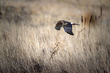 Northern Harrier - Flight