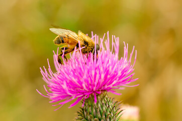 hoverfly on a flower