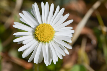 macro shot of a daisy from above