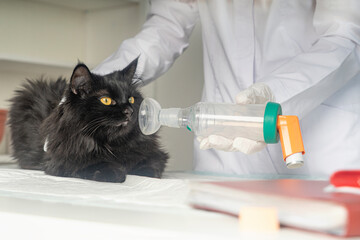 Treating a cat for asthma with an inhaler.