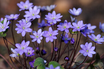 die hübschen, blauen blüten der leberblümchen findet man im vorfrühling im wald.