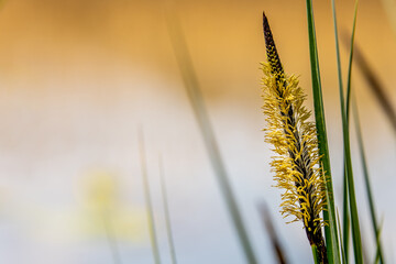 seagrass