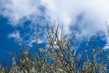 Kirschenbaum in voller Blüte