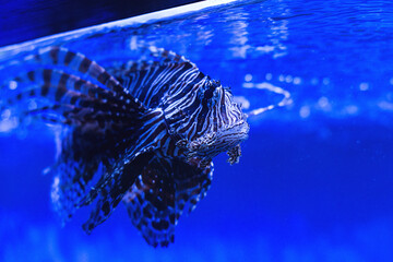 Amazing lionfish in a zoo aquarium. Beautiful lionfish in the water. Scorpion fish in the aquarium.