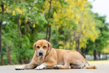 Adorable dog laying on concrete outside house alone in morning sunlight shows bored, sad feeling and waiting for his owner with blurred yellow blooming flowers and nature background. Copy space