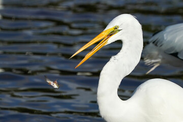 Great Egret - Fish