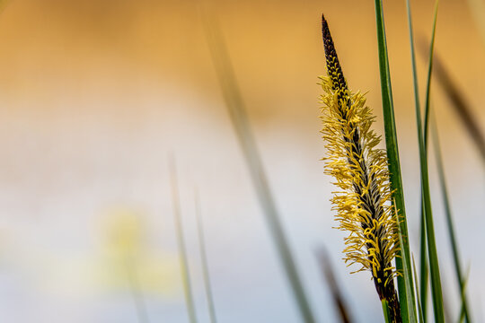 Seagrass