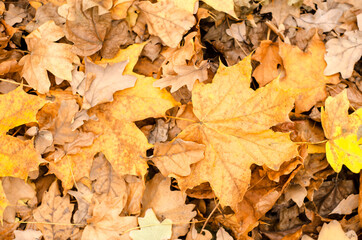 autumn leaves