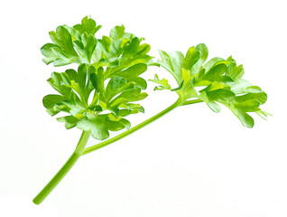 Parsley herb isolated on white background