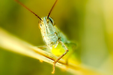 beautiful grasshopper