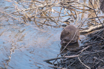 muskrat wading in wetlands water with tree branches