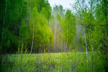 A beautiful, freshly blooming birch trees in spring. New green birch leaves in morning light. Springtime scenery of Northern Europe.