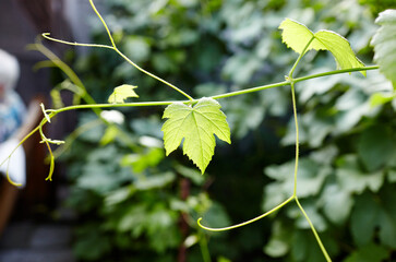 Grapes leaves in a vineyard in rays of sunlight