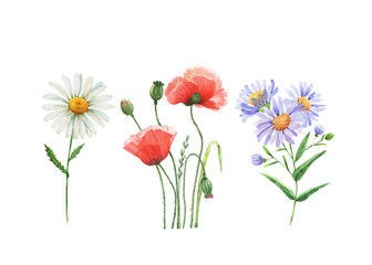 set of watercolor meadow flowers isolated on white background, hand painted
