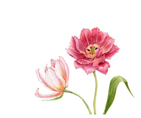 pink flowers tulips close-up. illustration watercolor hand painted