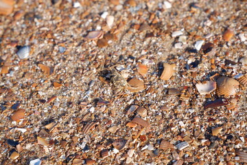 Muscheln und Krebs