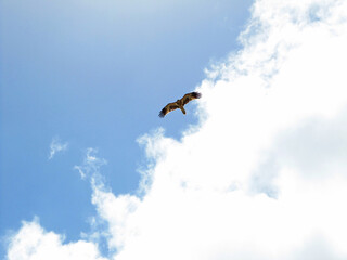 Birds of prey flying in the sky, Moreton Island, Brisbane, Queensland, Australia