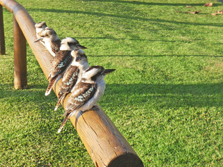 Laughing Kookaburra lined with trees on Moreton Island, Brisbane, Queensland, Australia