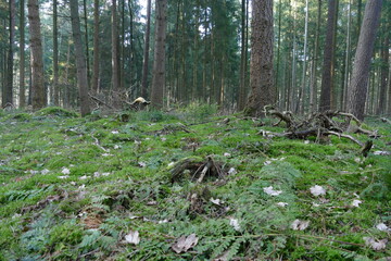 Naklejka na ściany i meble Wald in der Elbtalaue bei Gorleben 1