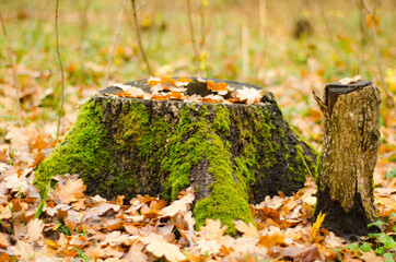 mossy stump