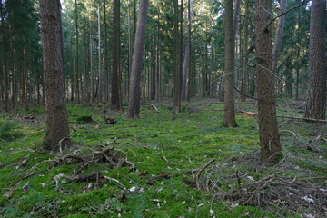 Wald in der Elbtalaue bei Gorleben 3