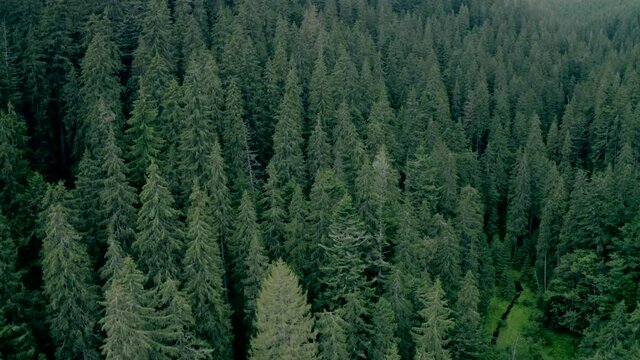 Pine wood with high evergreen trees