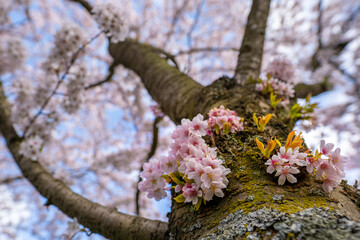 Japanese cherry blossom garden in the Amsterdam forest - 425581277