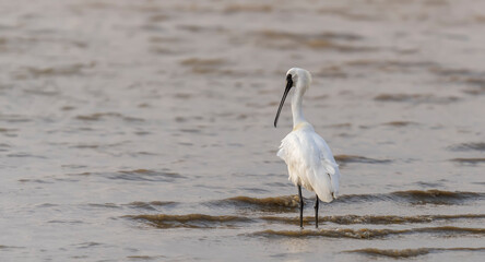 Black-faced Spoonbill at waterland in shenzhen,china
