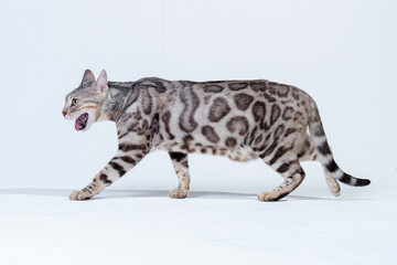 Silver Bengal Cat in studio