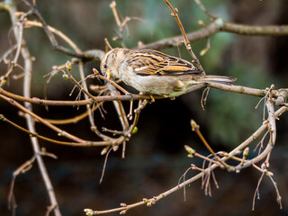  Sparrow perching on branch in spring, green blurred background