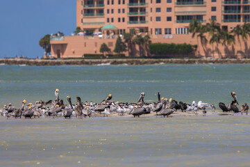 Pelican and Royal Tern Colony Off the Shores of Marco Island, Florida, USA