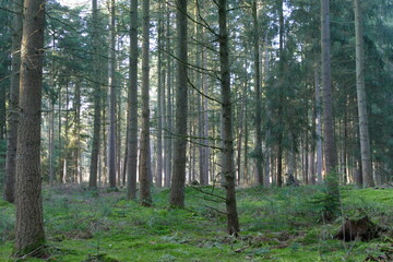 Wald in der Elbtalaue bei Gorleben 10