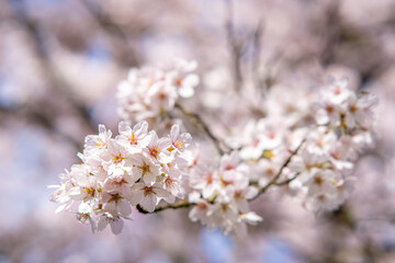 Obraz premium Japanese cherry blossom garden in the Amsterdam forest