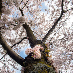 Japanese cherry blossom garden in the Amsterdam forest
